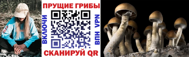 Псилоцибиновые грибы Cubensis hydra ССЫЛКА Дивногорск